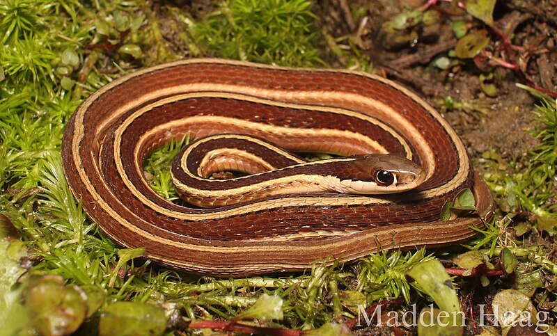 a closeup of a very tiny and adorable eastern ribbonsnake (Thamnophis saurita)